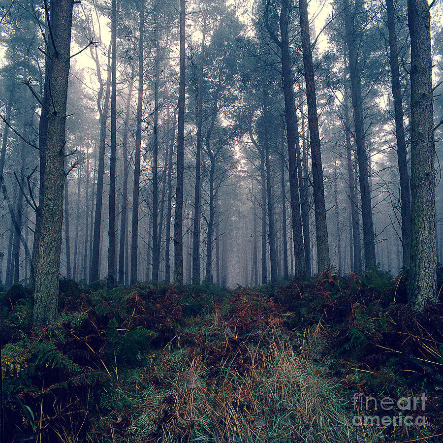 Mysterious Forest Photograph By Paul Phillips