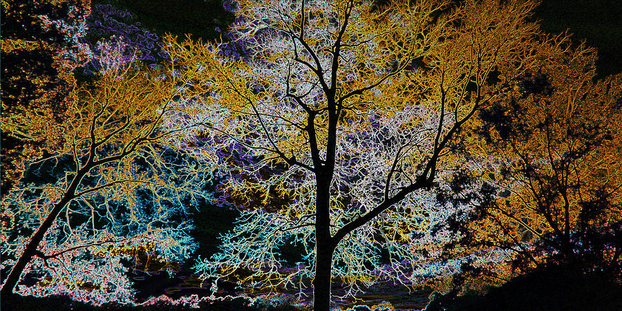 Mysterious Glowing Trees Photograph by Sheila Kay McIntyre