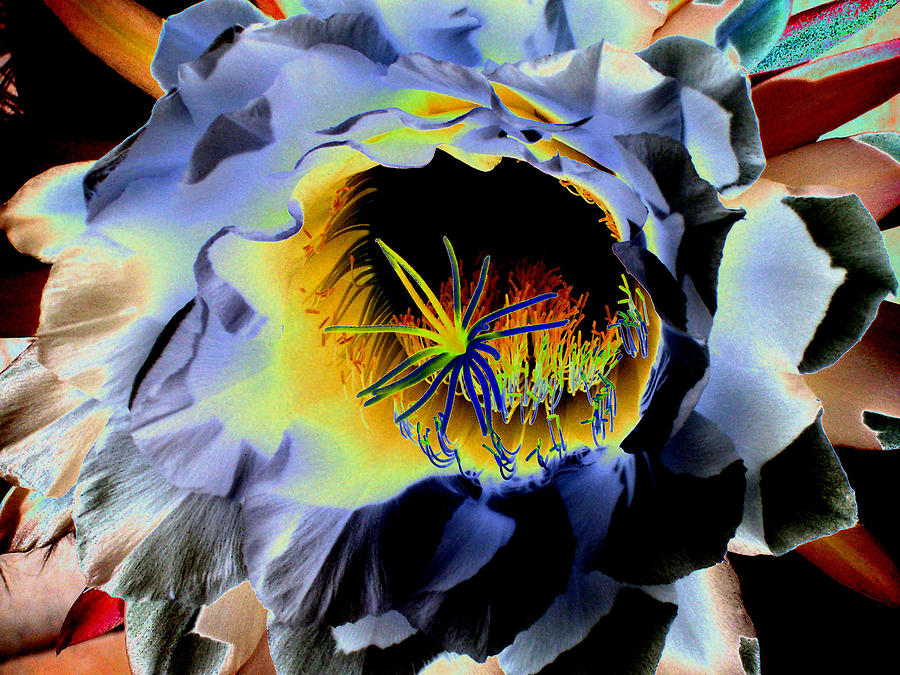 Mysterious Night Bloom Photograph by Patricia Haynes