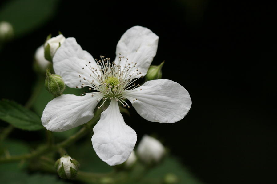 White Photograph - Mysterious Pretty White Flower by Bonnie Boden White Photograph - Mysterious Pretty White Flower by Bonnie Boden