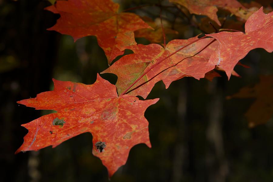 Mysterious Red Maple Photograph by Darrell Young