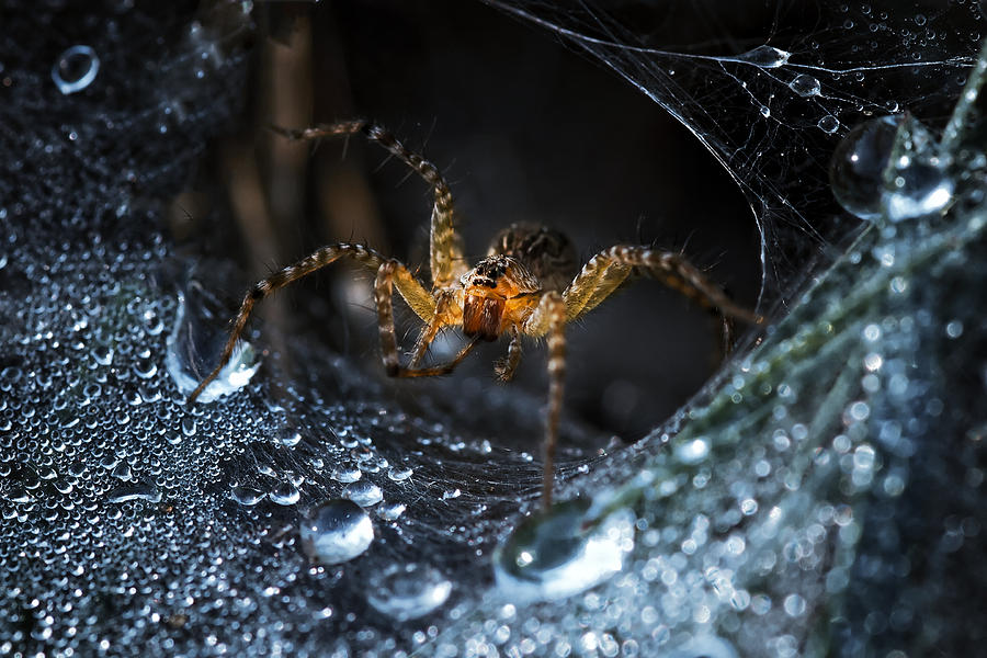 Mysterious Spider Photograph By Suphakarn Suphamongkol Fine Art America