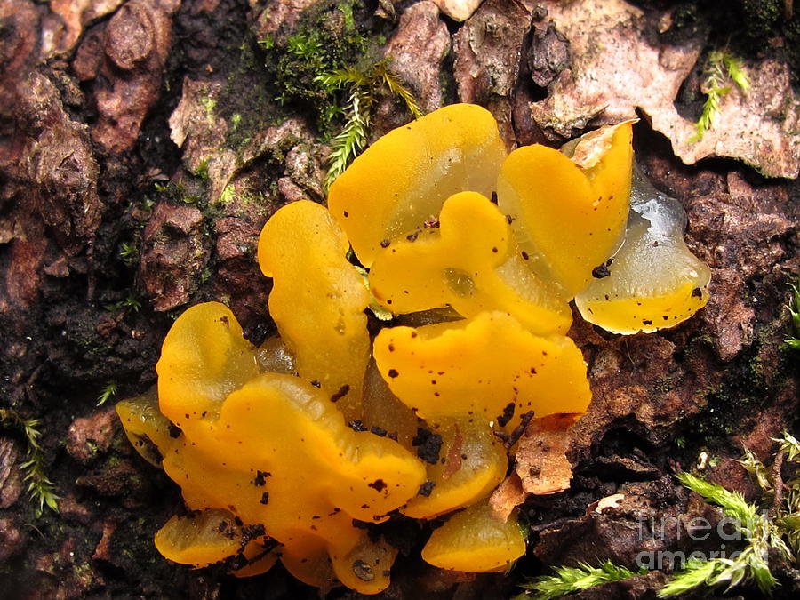 Mystery Gelatinous Fungus Photograph by Timothy Myles