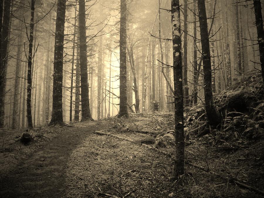 Mystery Path Photograph by Amy Norden | Fine Art America