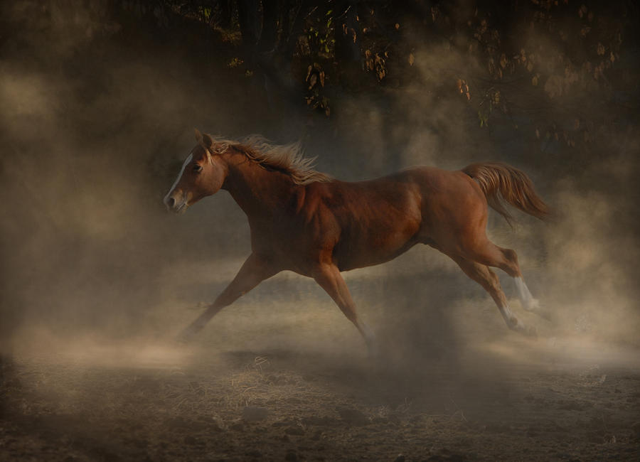 Mystic Horse Photograph by Wade Aiken | Fine Art America