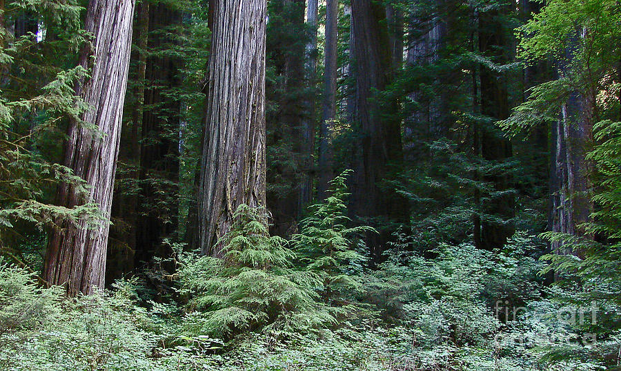 Redwoods Photograph - Mystic Redwoods 5 by  Suze Taylor