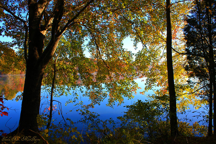 Mystical Fall  Tree Photograph by Sheila Kay McIntyre