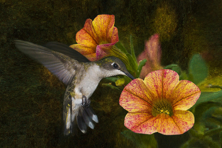 Nature Photograph - Mystical Flight by Steven Richardson