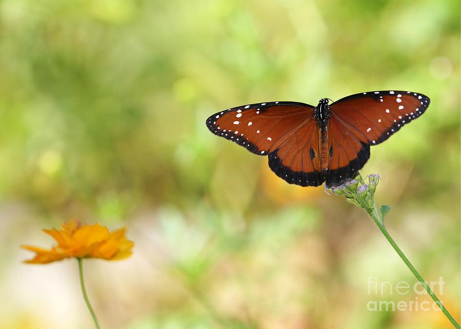 Butterfly Photograph - Mystical Queen Butterfly by Sabrina L Ryan