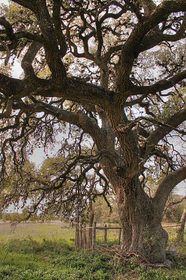 Tree Photograph - Mystical Tree II by Sarah Broadmeadow-Thomas