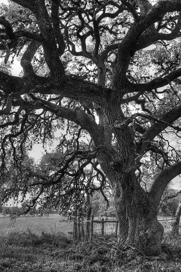 Mystical Tree Photograph by Sarah Broadmeadow-Thomas