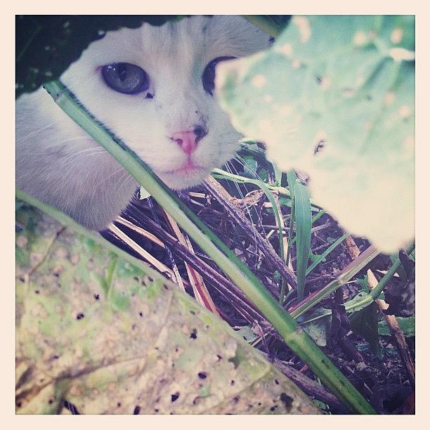 Cat Photograph - *nadia by Vanessa Ray