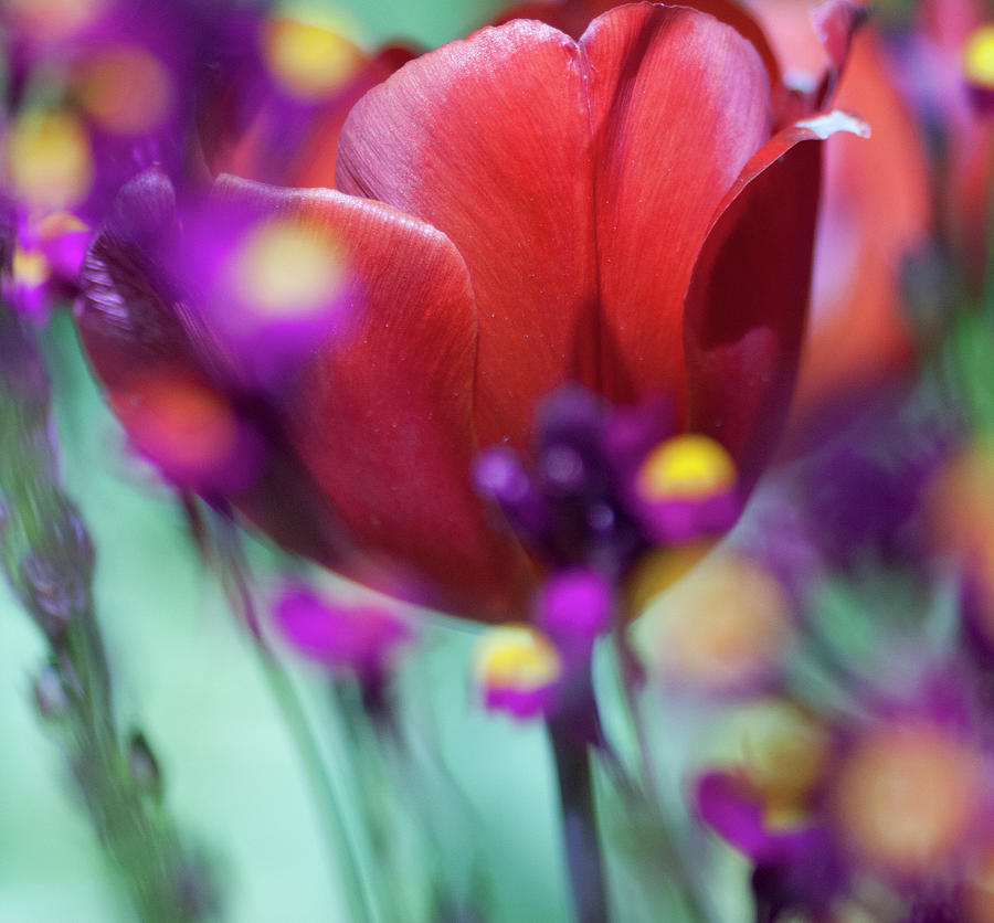 Nagrita Tulip  Photograph by Gilbert Artiaga