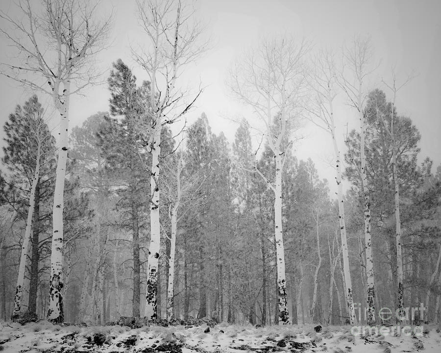 Aj Hansen Photograph - Naked Aspens in Snow Squall by Arne Hansen