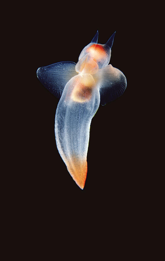 Naked Sea Butterfly Arctic Photograph by Flip Nicklin