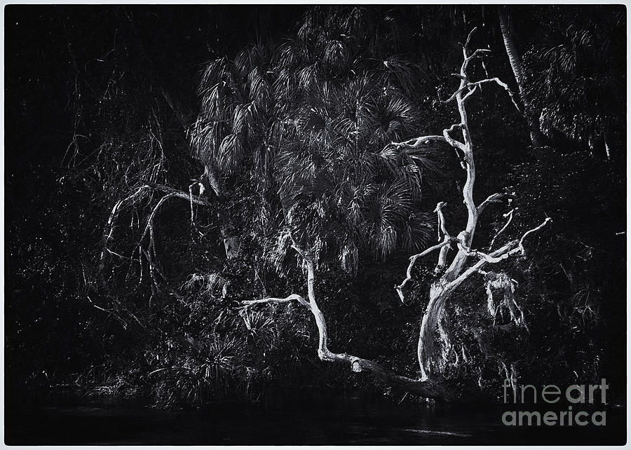 Naked Tree Photograph by David Waldrop