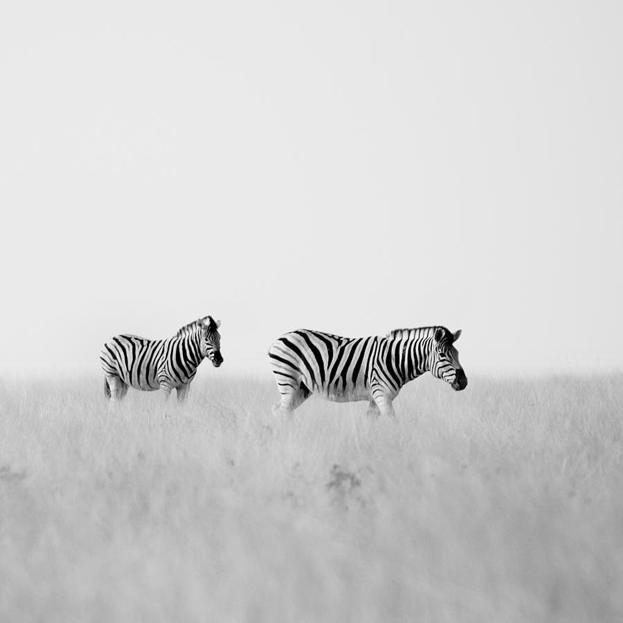 Zebra Photograph - Namibia Zebras I by Nina Papiorek