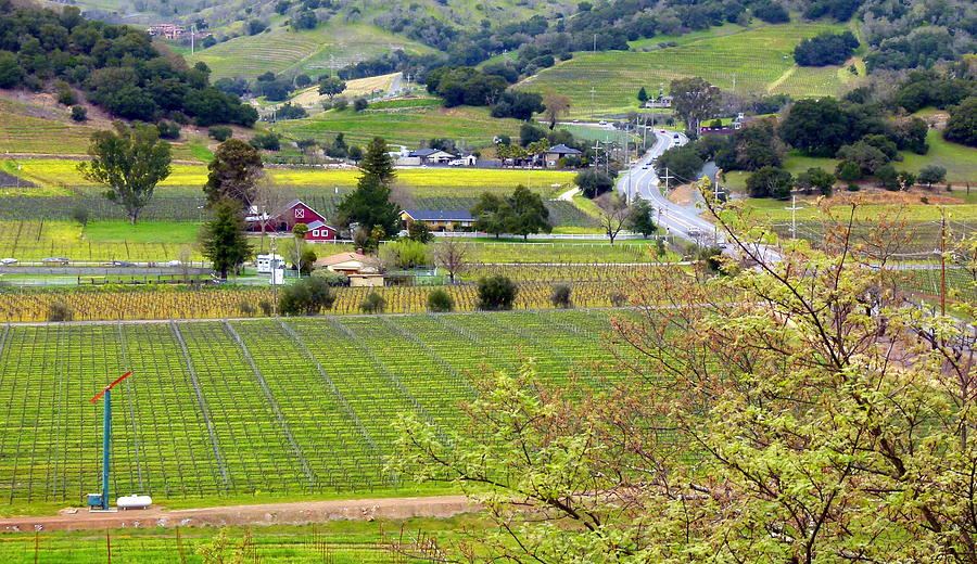 Napa Valley Overlook Photograph by Jeff Lowe