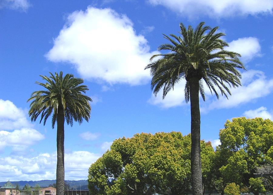 Napa Valley Palm Trees Photograph by Will Borden
