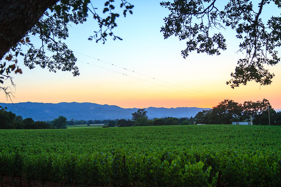 Napa Vineyard At Sunset Photograph by Dina Calvarese