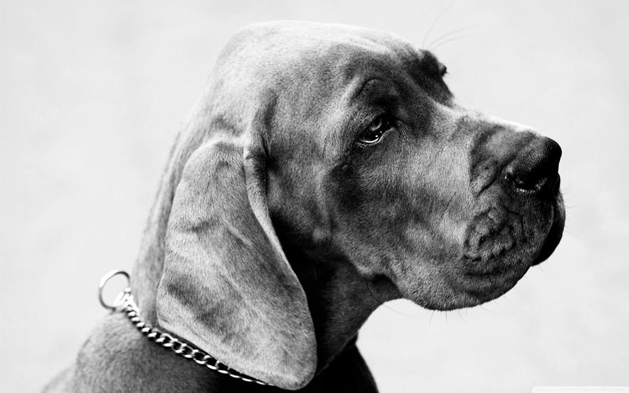 Napoleon Mischief Dog Portrait Photograph