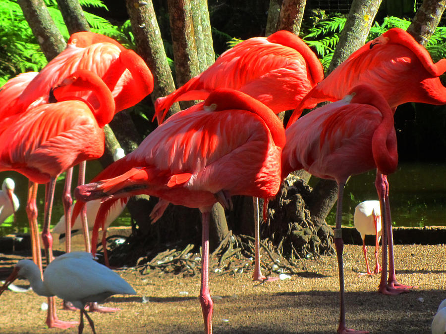 Bird Photograph - Napping flamingoes by Vijay Sharon Govender