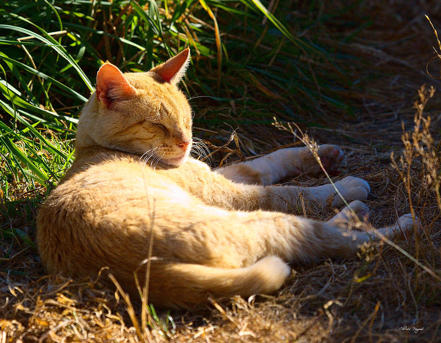 Napping Orange Cat Photograph by Chriss Pagani