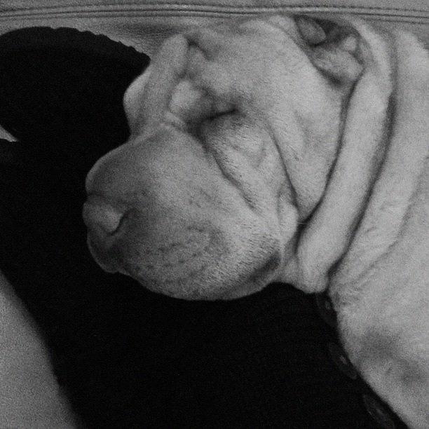 Dog Photograph - Napping by Valeria Paulon