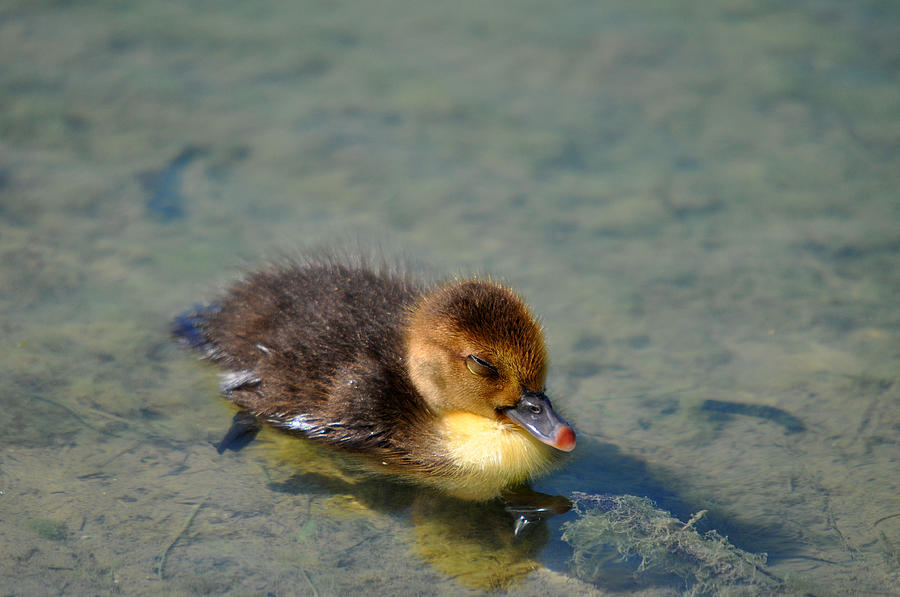 Naptime Ducky Photograph by Teresa Blanton