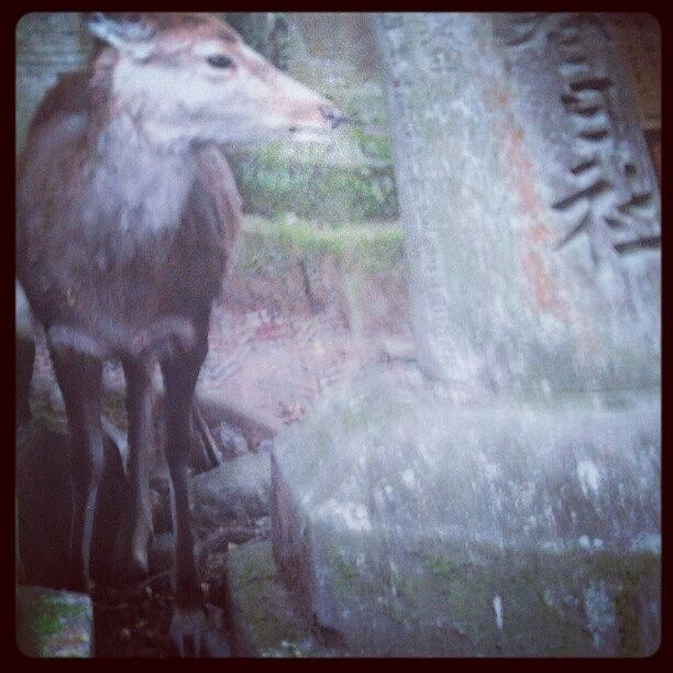 Deer Photograph - #nara #deer #japan by Shin Shin