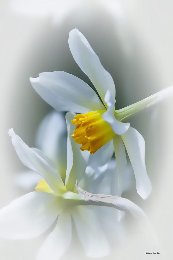 Narcissus Photograph by Rebecca Samler