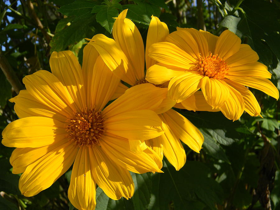 Narrowleaf Sunflowers Photograph by Warren Thompson
