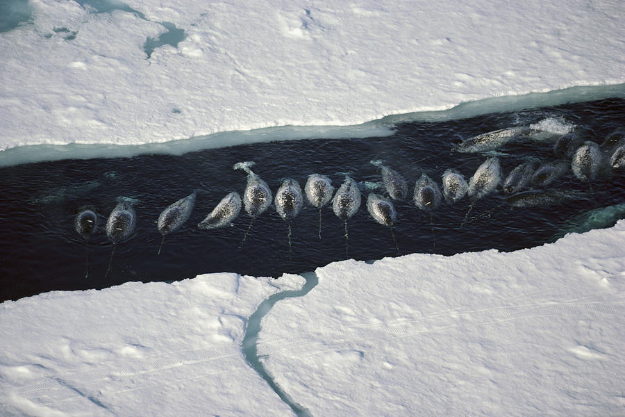 Narwhal Group In Ice Break Near Baffin Photograph by Flip Nicklin