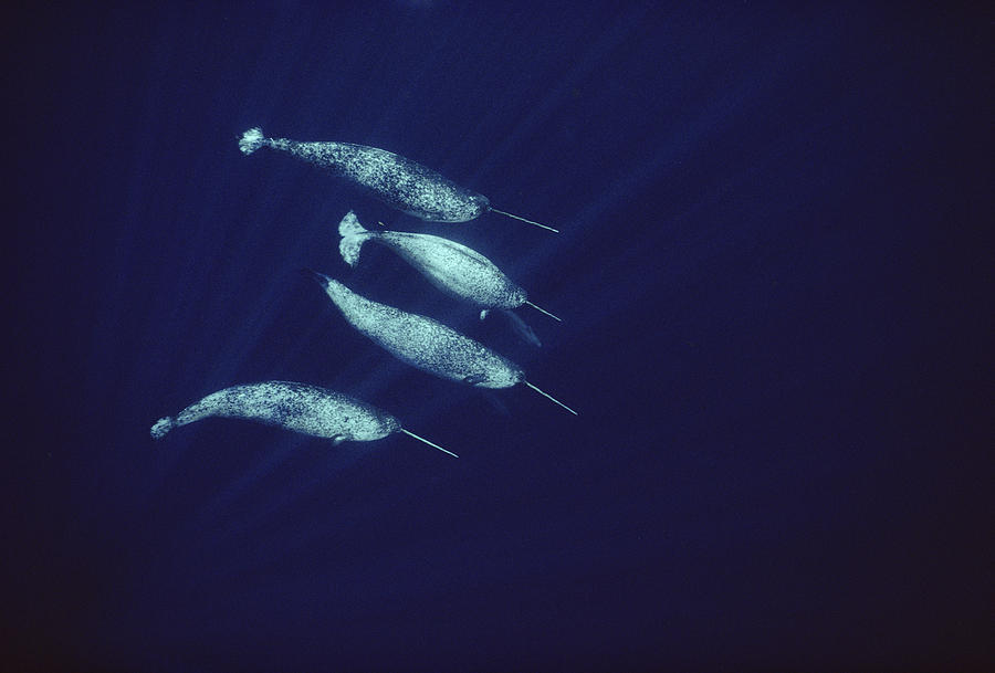 Narwhals In The Open Water Of Lancaster Photograph by Flip Nicklin