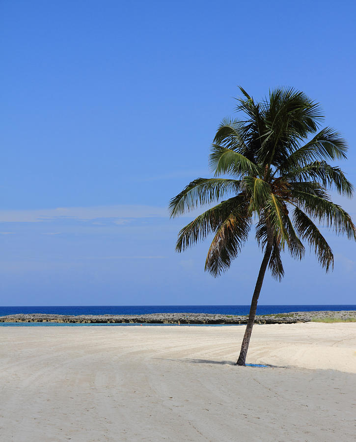 Nassau Palm Photograph by Coby Cooper