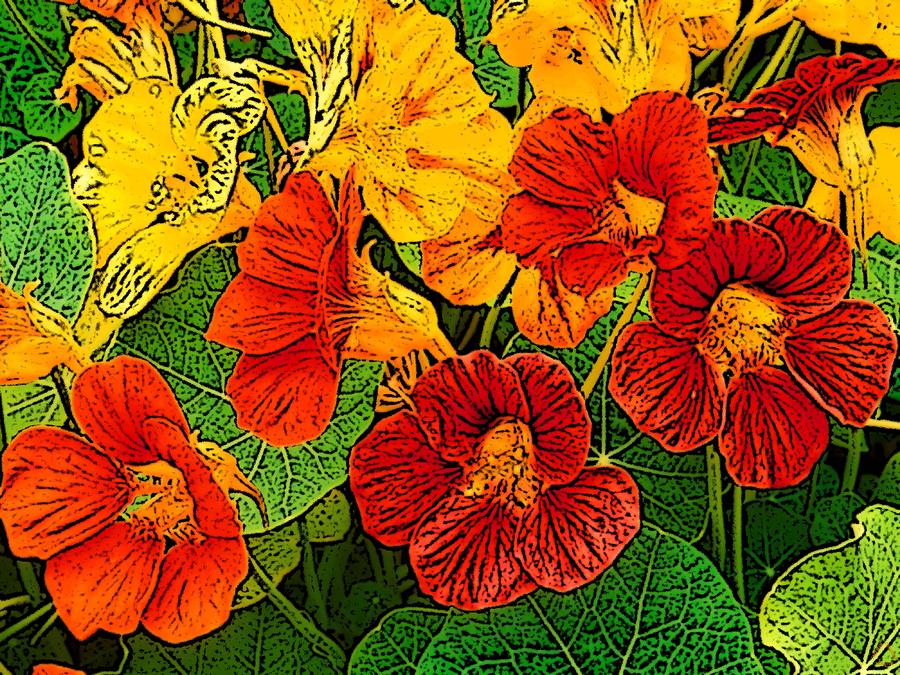 Flower Digital Art - Nasturtiums Illustrated by Ben Freeman