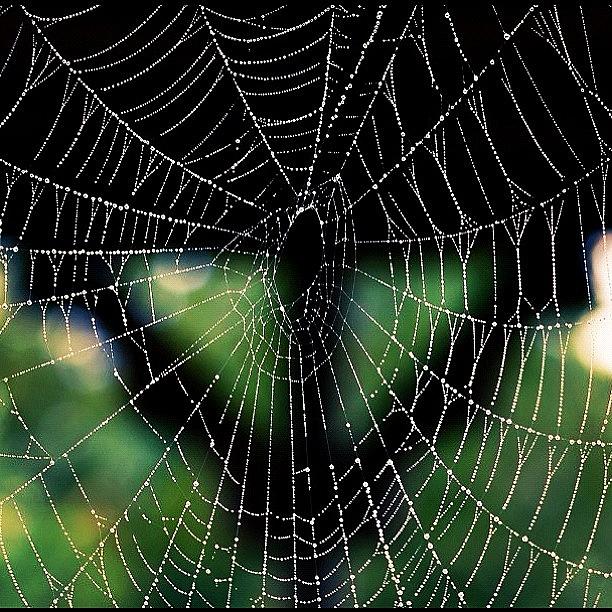 Spider Photograph - Nates Morning Web #spider #web by Michael Loughran