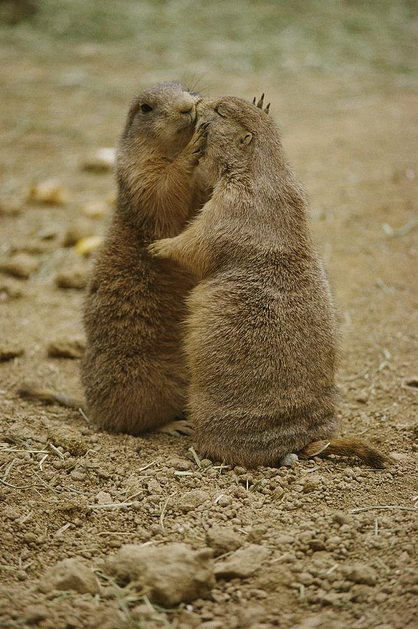 National Zoo 2 Prarie Dogs Sitting Photograph by Brian Gordon Green