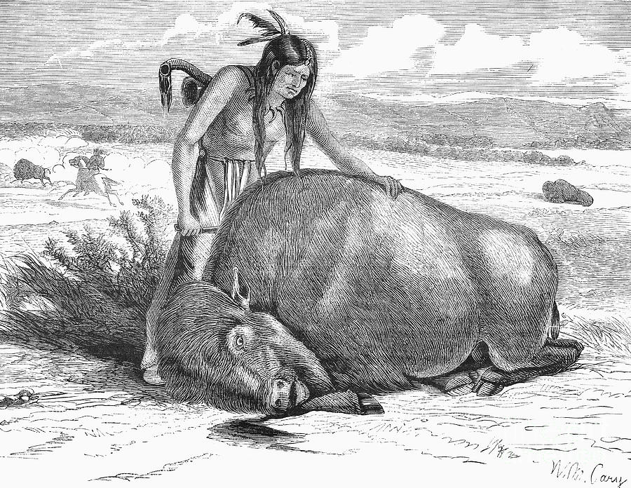 Native Amerians Cutting Buffalo Photograph By Granger Fine Art America 