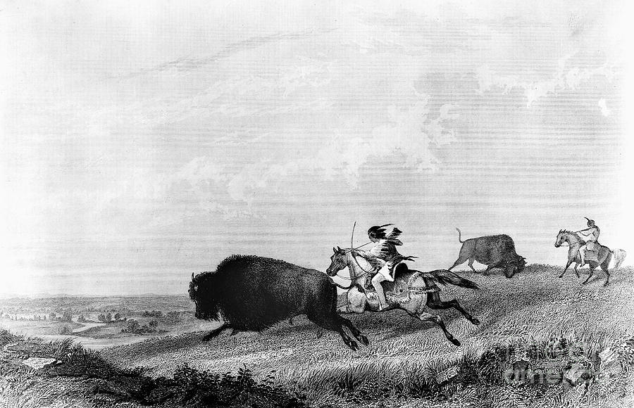 Native Americans: Buffalo Hunt by Granger