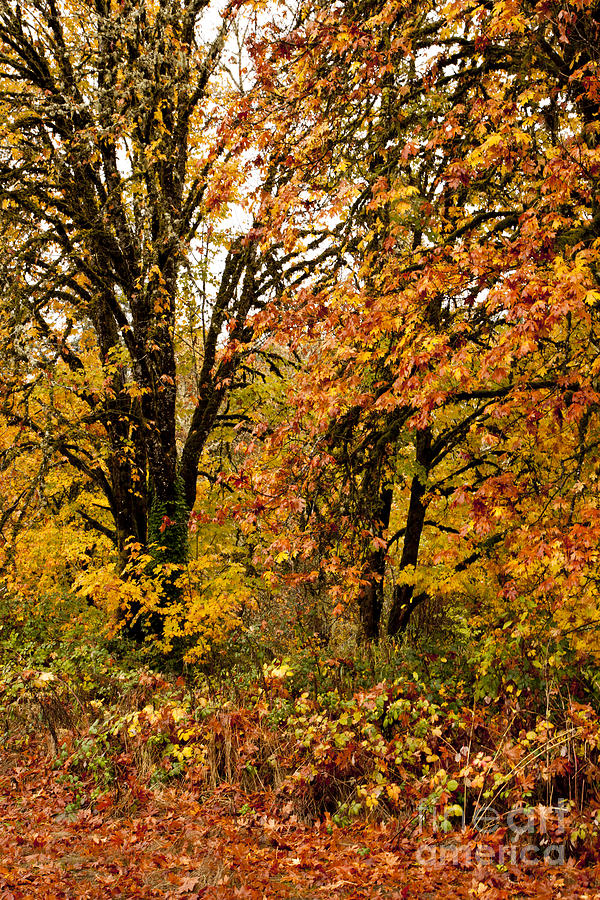 Native Oregon Bigleaf Maple Photograph by Margaret Hood