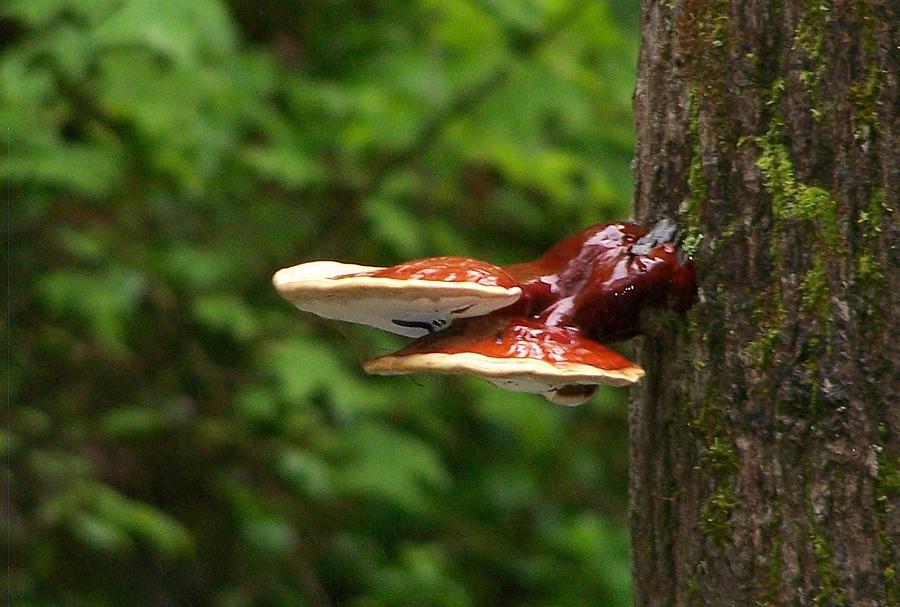 Wild Mushrooms Photograph - Natural Beauty by Raymond Robinson