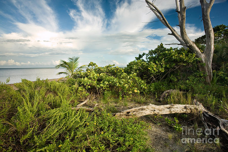 Natural Florida Coastline Photograph by Matt Tilghman