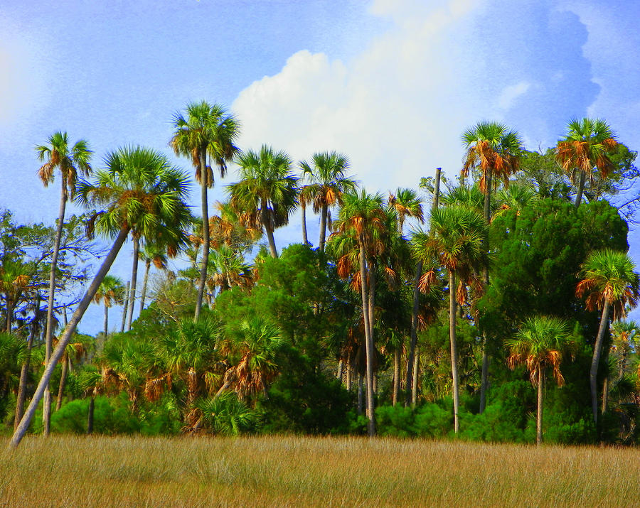 Natural Florida Palms Photograph by Sheri McLeroy