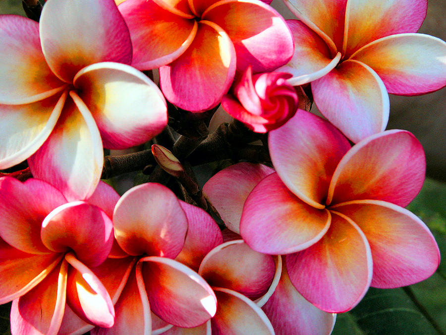 Natural Plumeria Wreath Photograph by Lynn Bauer