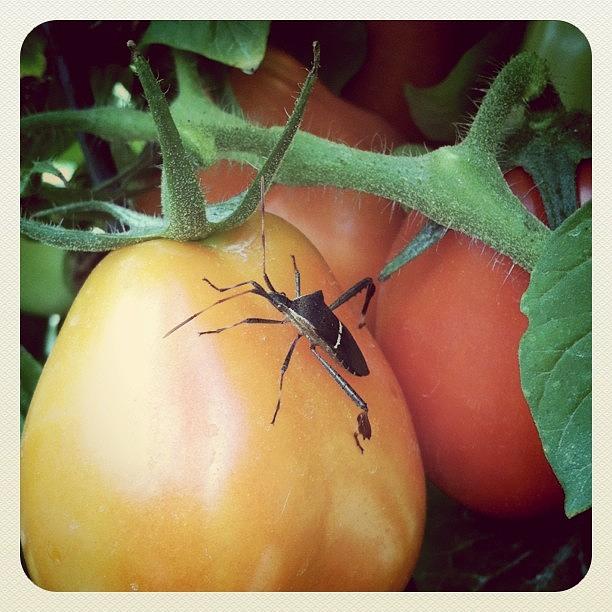 Tomato Photograph - Natural Tomato Protection - Organic by Derek M