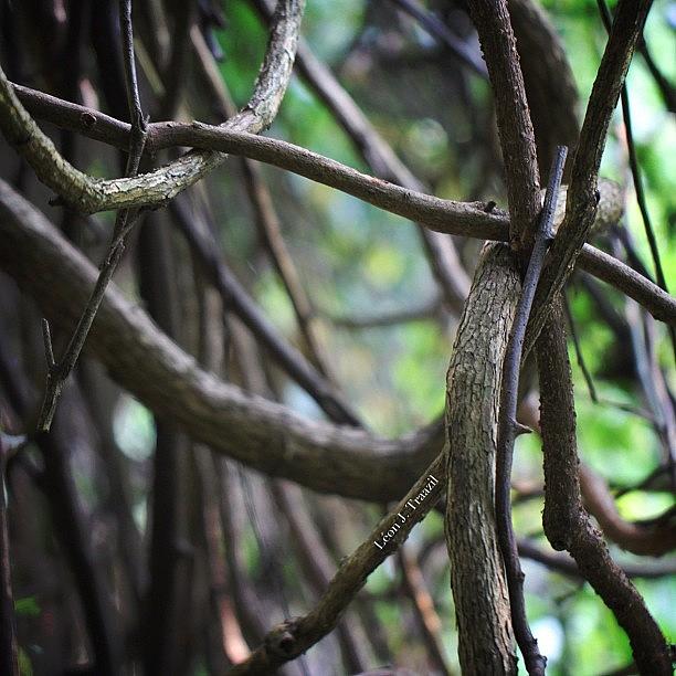 Nature Photograph - Naturally Twisted by Leon Traazil