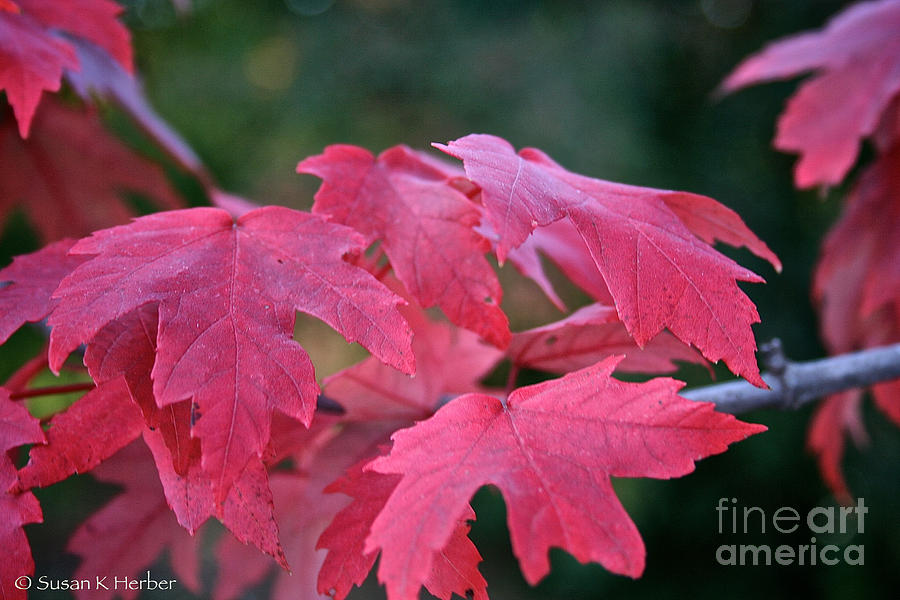 Fall Photograph - Naturally Vibrant by Susan Herber