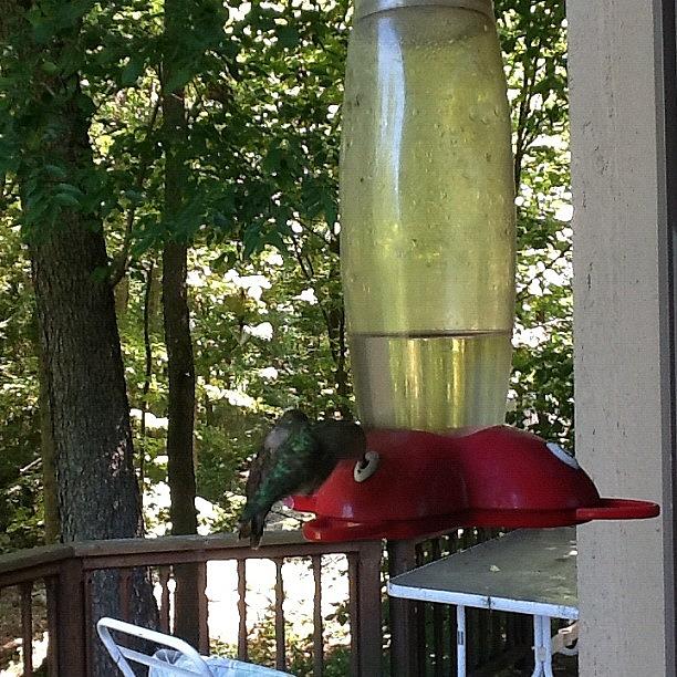 Nature 2 Humming Birds At Feeder Photograph by Kln Sink