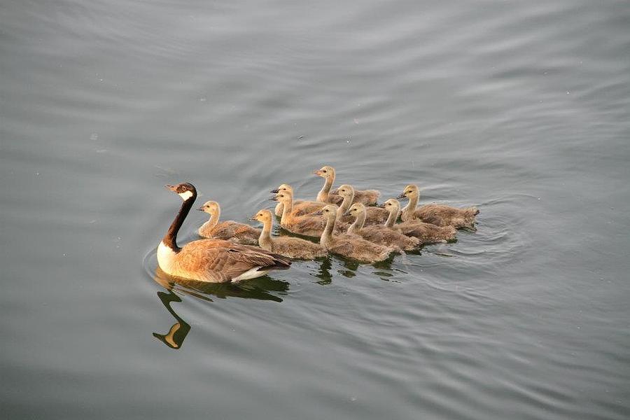 Geese Photograph - Nature at its Best by Bobbie Moller